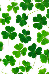 Bear Clover Leaf Green, background