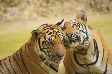 Obraz premium Two tigers rub cheeks.