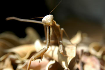 Mantis religiosa