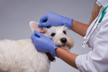 Female veterinarian examines little dog teeth and ears