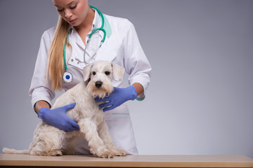 Obraz premium Female veterinarian examines little dog with stethoscope