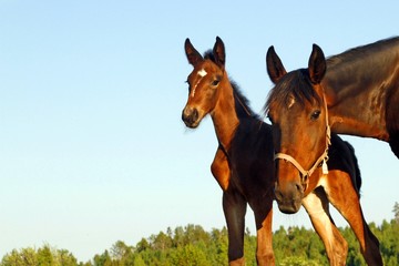 Horses outdoors in summer