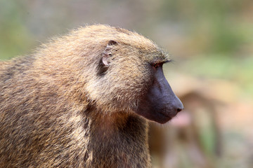 Olive Baboon (Papio anubis) in Mole National park, Ghana