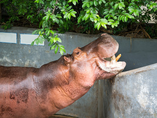 Mouth-opened Hippopotamus