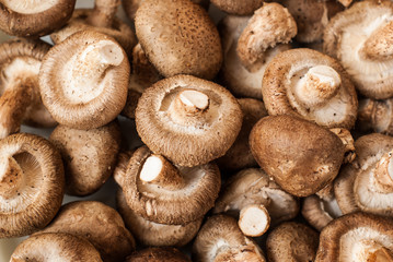 Fresh mushroom