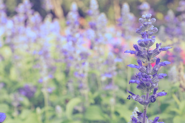 violet lavender flowers in the garden
