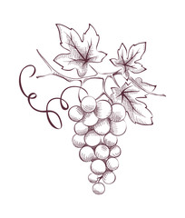 Fototapeta Image of grapes - engraving obraz