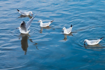 seagulls