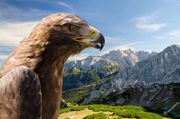 Aerial view of Alps mountains landscape with golden eagle