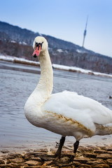 Weißer Schwan an der Elbe © bobmachee