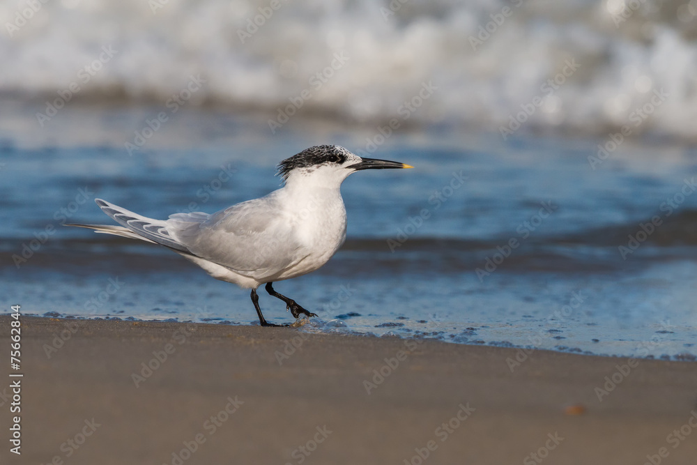 Wall mural sandwich tern