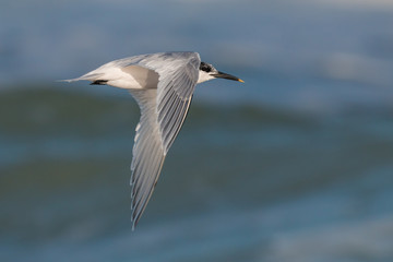 sandwich tern in flight