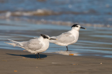 Sandwich tern