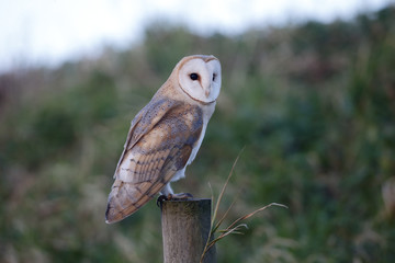 Barn owl, Tyto alba