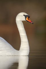 Mute swan,Cygnus olor