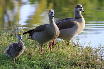 Egyptian geese family - Fairchild gardens