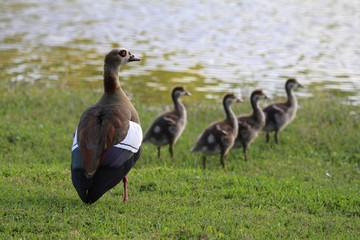 Egyptian Geese Family - Fairchild Gardens