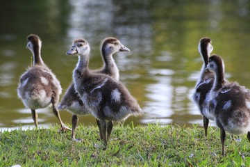 Egyptian baby Geese - Fairchild Gardens