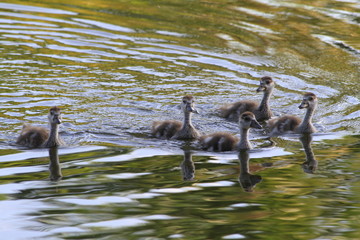 Egyptian baby geese swimming