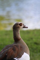 Egyptian goose - Fairchild Gardens