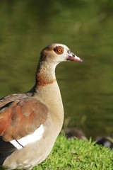 egyptian Goose - Fairchild Gardens