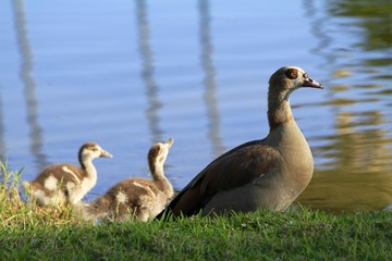 Egyptian geese family - Fairchild gardens