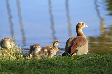 Egyptian geese family - Fairchild gardens