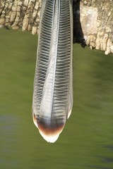 anhinga bird - Tail feather while extended wings