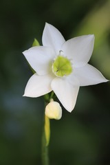 White flower - Fairchild Gardens