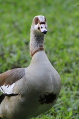egyptian Goose - Fairchild Gardens