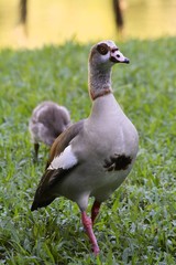 egyptian Goose - Fairchild Gardens