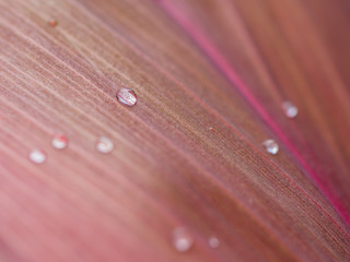 Dew drops close up