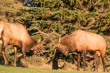 Rutting Bull Elk Fighting