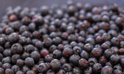 Macro shot of Blueberries