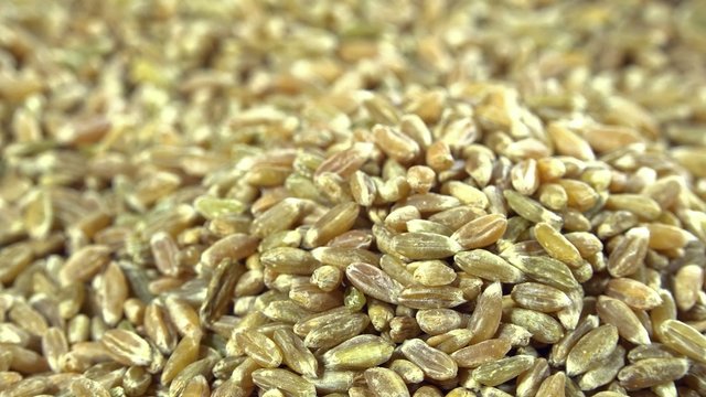 Portion of Green Spelt (not loopable)