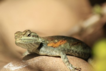 Lizard on top of cannon ball fruit - fairchild
