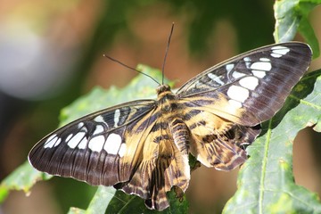 Parthenos sylvia - Clipper butterfly