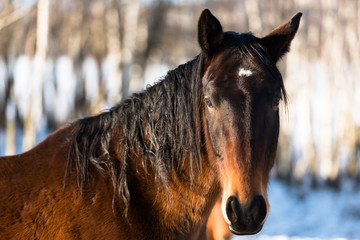 Brown horse in winter