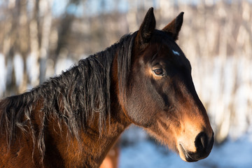 Brown horse in winter
