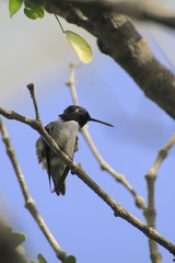 Humming bird standing on a branch