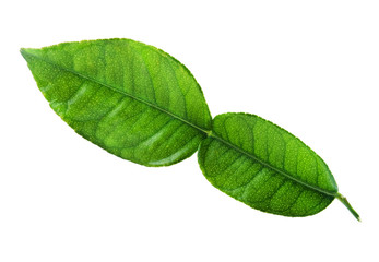 Fototapeta na wymiar kaffir lime leaf