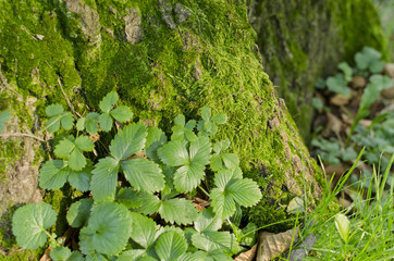 strawberry leaves and moss