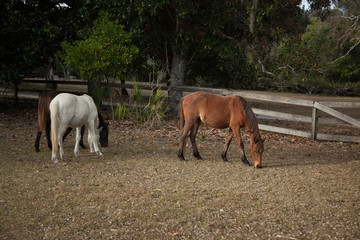 Obraz premium Feral Horses on Comberland Island, GA, USA
