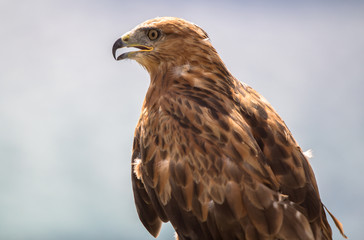 A red tailed hawk