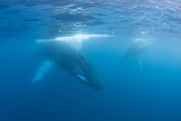 Naklejka premium Humpback Whales in Caribbean Sea