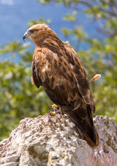 A red tailed hawk
