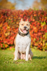 American staffordshire terrier sitting on the lawn in autumn