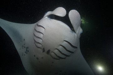Manta