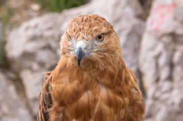 A red tailed hawk