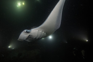 Manta